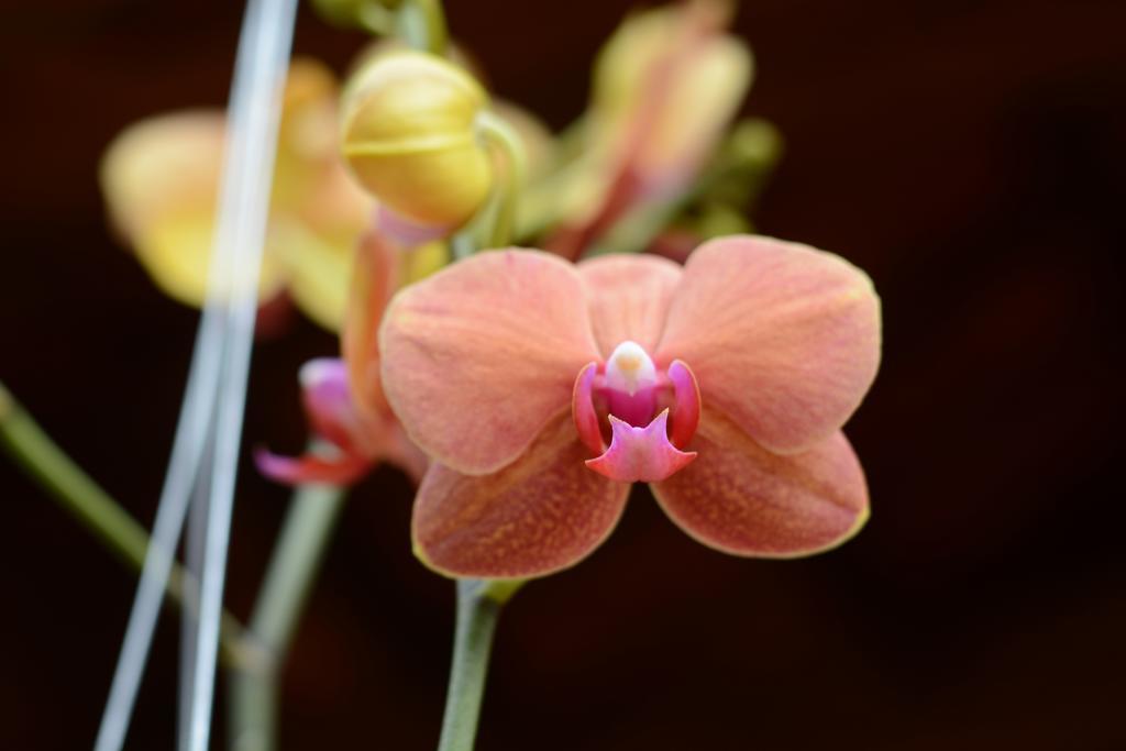 Botanic Garden Villas هوي ان المظهر الخارجي الصورة