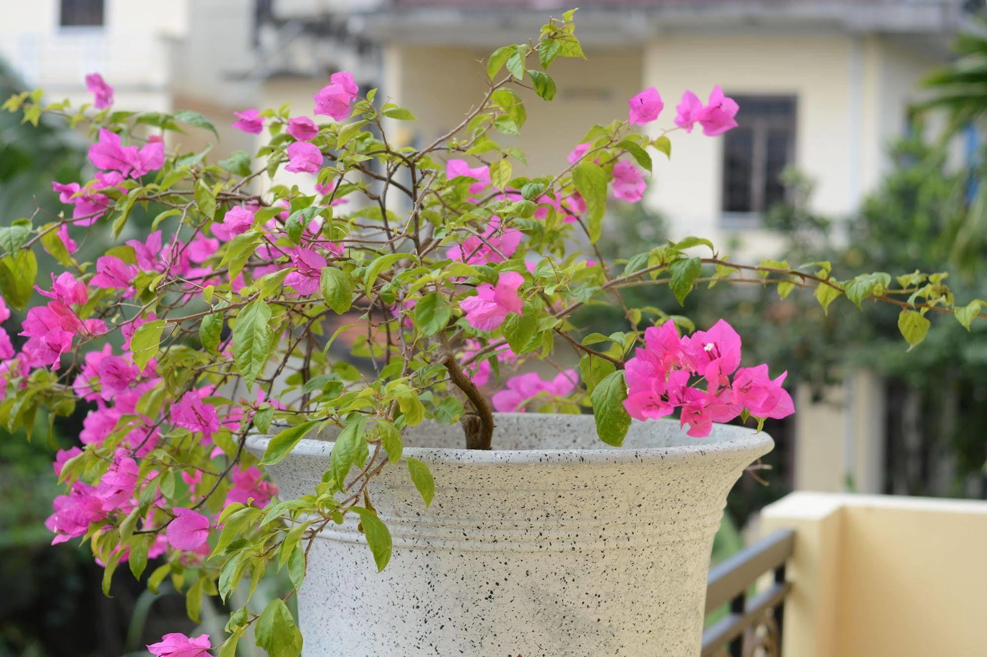 Botanic Garden Villas هوي ان المظهر الخارجي الصورة